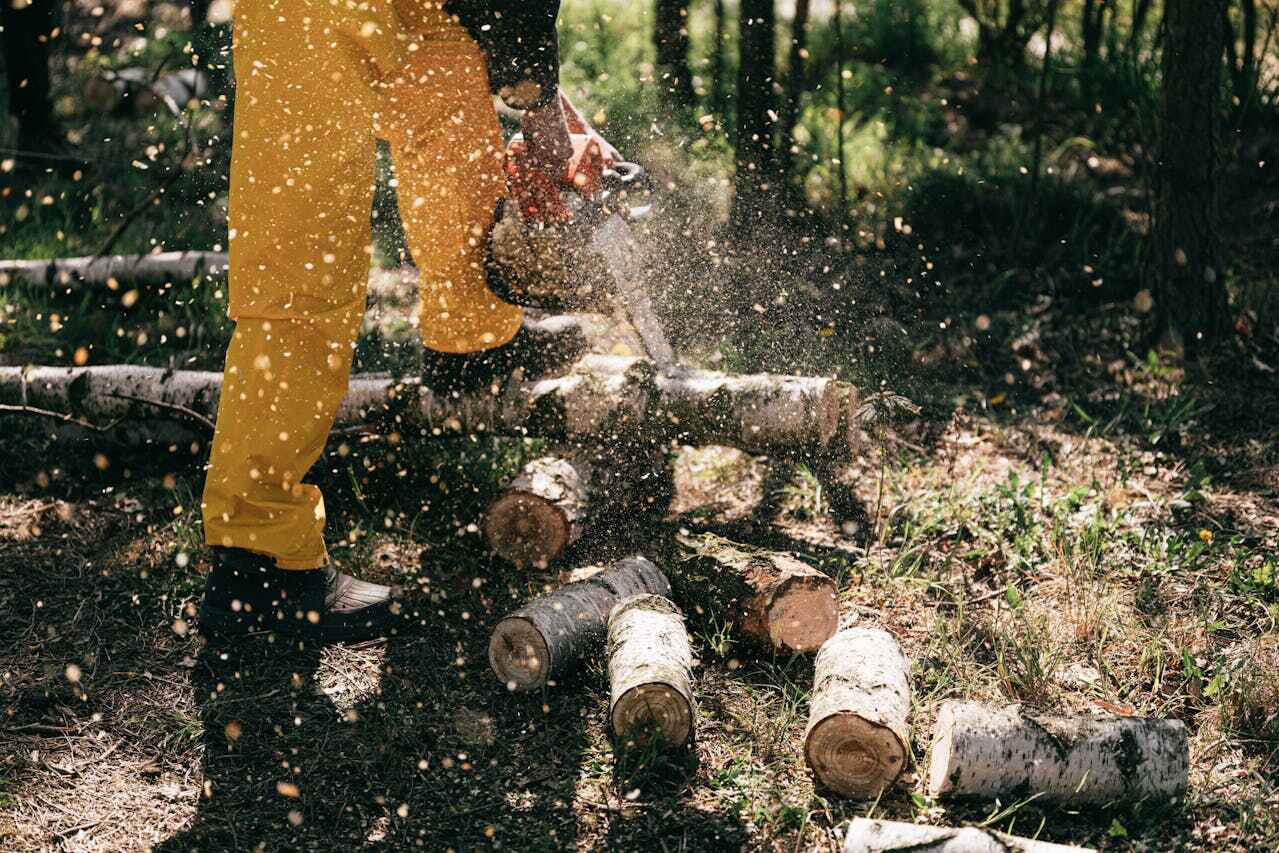 The Steps Involved in Our Tree Care Process in Lake Arrowhead, CA